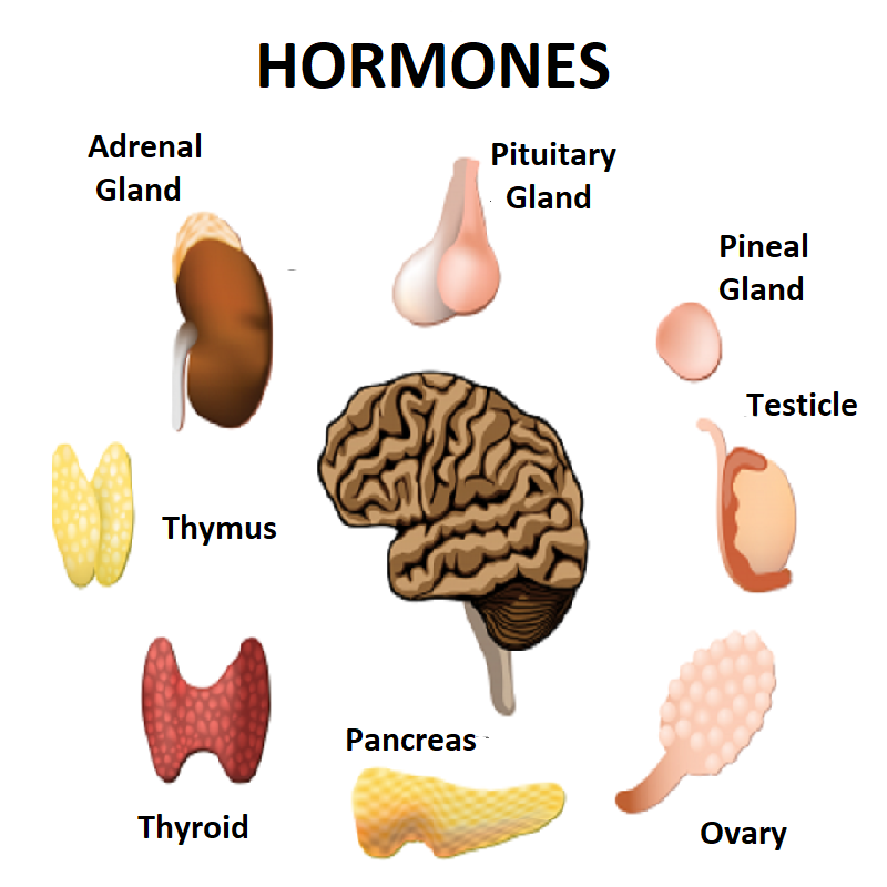 If your circulatory system is a superhighway, your hormones are some of the most important traffic traveling those critical thoroughfares. Likening hormones to cars shows these complex molecules as simply vehicles. And that’s exactly what they are. Hormones are constantly driving through your internal highways to transport messages and signals between your body systems and organs. For example, when you’ve eaten a meal, the hormone insulin enters the highway from the pancreas. Then it races through the bloodstream to collect glucose and deliver it to your cells for energy. Let’s broaden this driving metaphor. If hormones are various vehicles, then the glands that produce them are like car manufacturers. These manufacturers are all a part of the larger controlling body—your endocrine system. The endocrine system employs vehicle (or hormone) manufacturers throughout the body: the pancreas, thyroid, adrenal, ovaries, and testes to name a few. Let’s take a closer look at the major hormones associated with each of these important glands. Within each section, you’ll also pick up tips for maintaining healthy hormone activity.